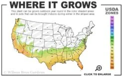 Salem Rosemary - 5 Pack Of Quart Pots -Plant Promotion Store 7a 10b 129