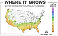 Southern Wax Myrtle - 3 Gallon Pot -Plant Promotion Store 7a 10b 71