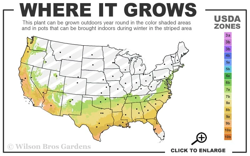 Apricot Echo Tea Olive - Osmanthus Fragrans Aurantiacus - 1 Gallon Pot 3 Apricot Echo Tea Olive - Osmanthus Fragrans Aurantiacus - 1 Gallon Pot - Image 3