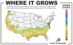 Miles High Weeping Deodar Cedar - 1 Gallon Pot -Plant Promotion Store 7a 9b thumbnail 4