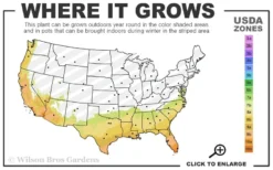 Pink Formosa Azalea - 6 Pack Of 1 Gallon Pots -Plant Promotion Store 7b 10b