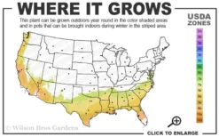 Jerry Donnan Camellia Japonica - 3 Gallon Pot -Plant Promotion Store 7b 9b