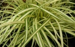 Evergold Japanese Sedge (Carex Hachijoensis) - 5 Pack Of Quart Pots -Plant Promotion Store 8275 evergold carex