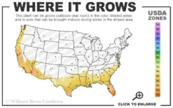 Loquat Tree (Eriobotrya Japonica) - 7 Gallon Pot (6-7') -Plant Promotion Store 8a 11 25
