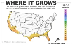 Giant Weavers Royal Bamboo (Wong Chuk) - Bambusa Textilis 'Kanapaha' - 3 Gallon Pot -Plant Promotion Store 8b 11 1