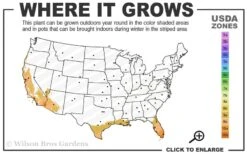 Little Lucky Hot Pink Lantana - 1 Gallon Pot 6 Little Lucky Hot Pink Lantana - 1 Gallon Pot -Plant Promotion Store 9a 11 2