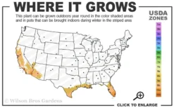 Asian Lemon Bamboo (Bambusa Eutuldoides 'Viridivittata') - 3 Gallon Pot 9 Asian Lemon Bamboo (Bambusa Eutuldoides 'Viridivittata') - 3 Gallon Pot -Plant Promotion Store 9a 11