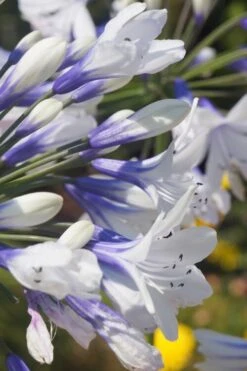 Indigo Frost Agapanthus - 1 Gallon Pot -Plant Promotion Store Agapanthus Indigo Frost 1