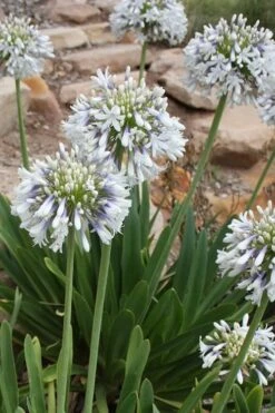 Queen Mum Agapanthus - 1 Gallon Pot -Plant Promotion Store Agapanthus Queen Mum 500x750 1