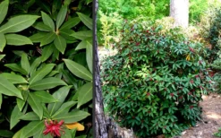 Florida Anise - Illicium Floridanum - 1 Gallon Pot -Plant Promotion Store Anise Florida