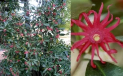 Florida Anise - Illicium Floridanum - 1 Gallon Pot -Plant Promotion Store Anise Florida 50