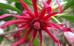 Florida Anise - Illicium Floridanum - 1 Gallon Pot -Plant Promotion Store Anise Florida Flower 50