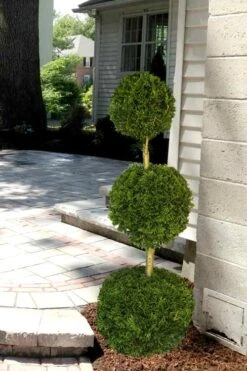 Emerald Green Arborvitae Poodle Tier Topiary (3 Ball) - 5 Gallon Pot -Plant Promotion Store Arborvitae Emerald Green 3 Ball Poodle Tier 2