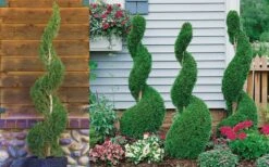 Emerald Green Arborvitae Spiral Topiary - 7 Gallon Pot -Plant Promotion Store Arborvitae Emerald Green Spiral 800x500 2
