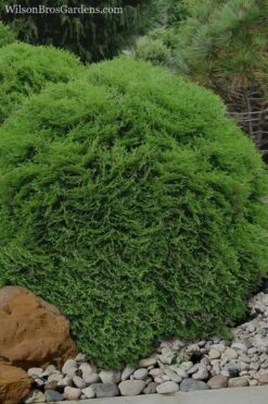 Tiny Tim Dwarf Globe Arborvitae - 2 Gallon Pot 9 Tiny Tim Dwarf Globe Arborvitae - 2 Gallon Pot -Plant Promotion Store Arborvitae Tiny Tim 11