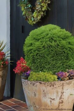Tiny Tim Dwarf Globe Arborvitae - 2 Gallon Pot