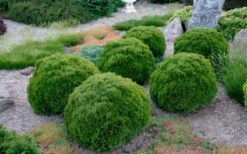 Tiny Tim Dwarf Globe Arborvitae - 2 Gallon Pot 7 Tiny Tim Dwarf Globe Arborvitae - 2 Gallon Pot -Plant Promotion Store Arborvitae Tiny Tim Grouping