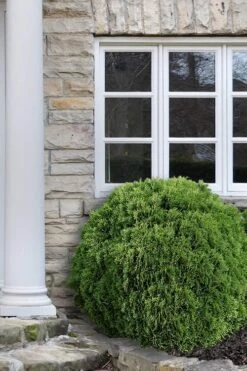 Planet Earth Arborvitae - 3 Gallon Pot 9 Planet Earth Arborvitae - 3 Gallon Pot -Plant Promotion Store Arborvitae Woodwardii Globe 12