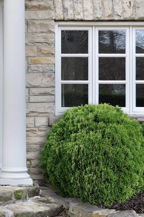 Planet Earth Arborvitae - 3 Gallon Pot 5 Planet Earth Arborvitae - 3 Gallon Pot - Image 5