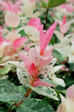 Snow N Summer Asiatic Jasmine - 1 Gallon Pot -Plant Promotion Store Asian Jasmine Snow N Summer 16