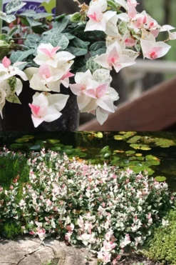 Snow N Summer Asiatic Jasmine - 1 Gallon Pot -Plant Promotion Store Asian Jasmine Summer N Snow 2