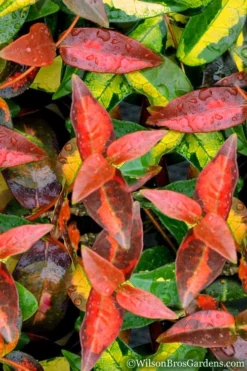 Summer Sunset Asiatic Jasmine - 6 Pack Of 1 Gallon Pots -Plant Promotion Store Asian jasmine Summer Sunset 1