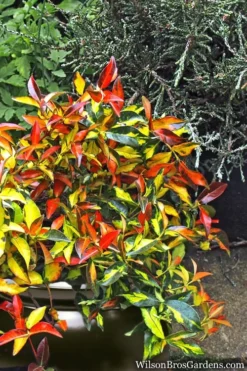 Summer Sunset Asiatic Jasmine - 6 Pack Of 1 Gallon Pots -Plant Promotion Store Asian jasmine Summer Sunset 6