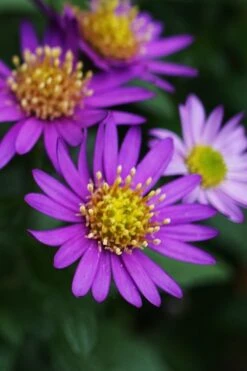 Ezo Murasaki Asian Aster (Aster Ageratoides) - 1 Gallon Pot -Plant Promotion Store Aster Ezo Murasaki 1