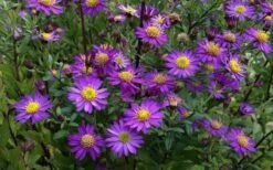 Ezo Murasaki Asian Aster (Aster Ageratoides) - 1 Gallon Pot -Plant Promotion Store Aster Ezo Murasaki 4