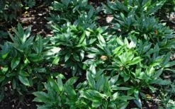 Dwarf Green Aucuba - Japanese Laurel - 1 Gallon Pot -Plant Promotion Store Aucuba Dwarf Green