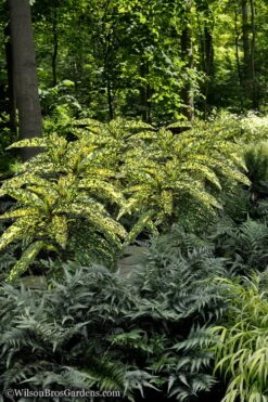 Hosoba Hoshifu Variegated Aucuba (Japanese Laurel) - 1 Gallon Pot -Plant Promotion Store Aucuba Hosoba Hoshifu