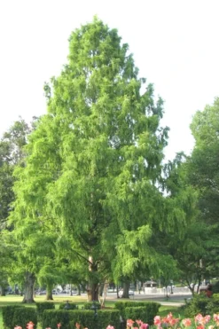 Bald Cypress Tree (Taxodium Distichum) - 3 Pack Of 1.5 Quart Pots -Plant Promotion Store Bald Cypress 3