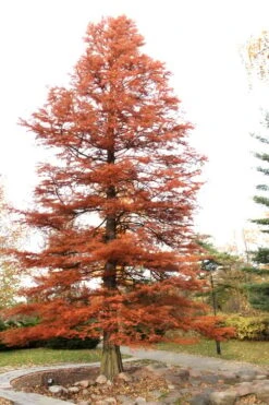 Bald Cypress - Taxodium Distichum - 2 Gallon Pot 17 Bald Cypress - Taxodium Distichum - 2 Gallon Pot -Plant Promotion Store Bald Cypress 4 1