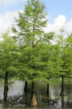 Bald Cypress Tree (Taxodium Distichum) - 3 Pack Of 1.5 Quart Pots -Plant Promotion Store Bald Cypress 5