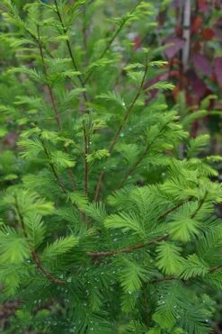 Bald Cypress - Taxodium Distichum - 2 Gallon Pot 12 Bald Cypress - Taxodium Distichum - 2 Gallon Pot -Plant Promotion Store Bald Cypress 8 1