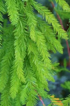 Bald Cypress - Taxodium Distichum - 2 Gallon Pot 16 Bald Cypress - Taxodium Distichum - 2 Gallon Pot -Plant Promotion Store Bald Cypress 9 1