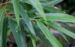 Arrow Bamboo (Pseudosasa Japonica) - 3 Gallon Pot (4-6'+) -Plant Promotion Store Bamboo Arrow 4 1