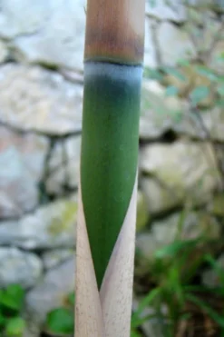 Arrow Bamboo (Pseudosasa Japonica) - 3 Gallon Pot (4-6'+) -Plant Promotion Store Bamboo Arrow 6 1