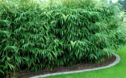 Arrow Bamboo (Pseudosasa Japonica) - 3 Gallon Pot (2-4') 10 Arrow Bamboo (Pseudosasa Japonica) - 3 Gallon Pot (2-4') -Plant Promotion Store Bamboo Arrow Hedge