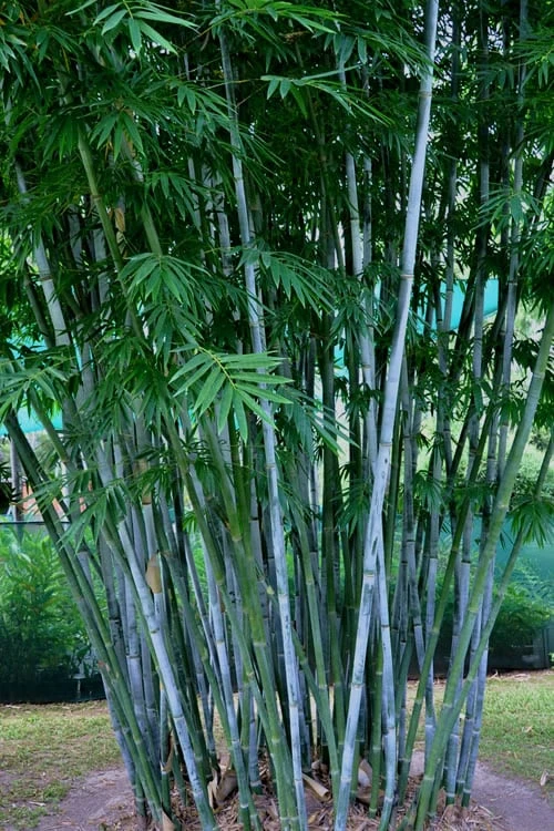 Baby Blue Bamboo - Bambusa Chungii 'Barbelatta' - 2 Gallon Pot 1 Baby Blue Bamboo - Bambusa Chungii 'Barbelatta' - 2 Gallon Pot