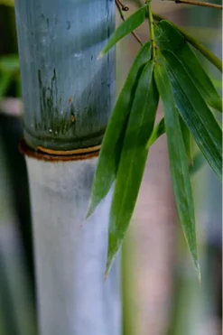 Baby Blue Bamboo - Bambusa Chungii 'Barbelatta' - 2 Gallon Pot 16 Baby Blue Bamboo - Bambusa Chungii 'Barbelatta' - 2 Gallon Pot -Plant Promotion Store Bamboo Barbelatta 14