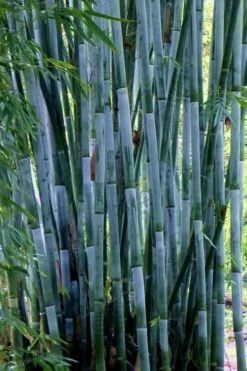 Baby Blue Bamboo - Bambusa Chungii 'Barbelatta' - 2 Gallon Pot 13 Baby Blue Bamboo - Bambusa Chungii 'Barbelatta' - 2 Gallon Pot -Plant Promotion Store Bamboo Barbelatta 21