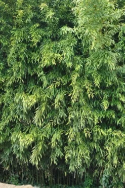 Bisset Bamboo (Phyllostachys Bissetii) - 3 Gallon Pot (4-6') -Plant Promotion Store Bamboo Bisettii 2