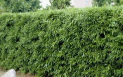 Bisset Bamboo (Phyllostachys Bissetii) - 3 Gallon Pot (4-6') -Plant Promotion Store Bamboo Bisettii 4