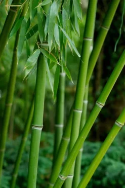 Bisset Bamboo (Phyllostachys Bissetii) - 3 Gallon Pot (4-6') -Plant Promotion Store Bamboo Bisettii 7