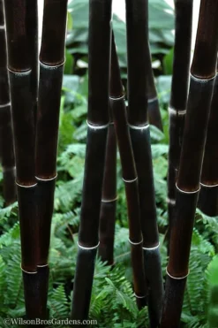Plant Promotion Store 18 Black Bamboo - Phyllostachys Nigra - 3 Gallon Pot (Multi-Cane: 2 To 4' Tall)