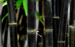 Black Bamboo - Phyllostachys Nigra - 3 Gallon Pot (Single Cane: 2-4') -Plant Promotion Store Bamboo Black 53 1