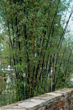 Black Bamboo - Phyllostachys Nigra - 3 Gallon Pot (Single Cane: 2-4') -Plant Promotion Store Bamboo Black 55 1