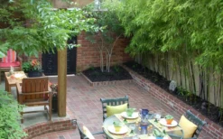 Black Bamboo - Phyllostachys Nigra - 3 Gallon Pot (Single Cane: 2-4') -Plant Promotion Store Bamboo Black 58 1