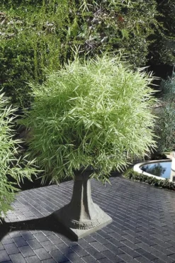 Plant Promotion Store 19 Dwarf White Stripe Bamboo - Pleioblastus Fortunei - 1 Gallon Pot